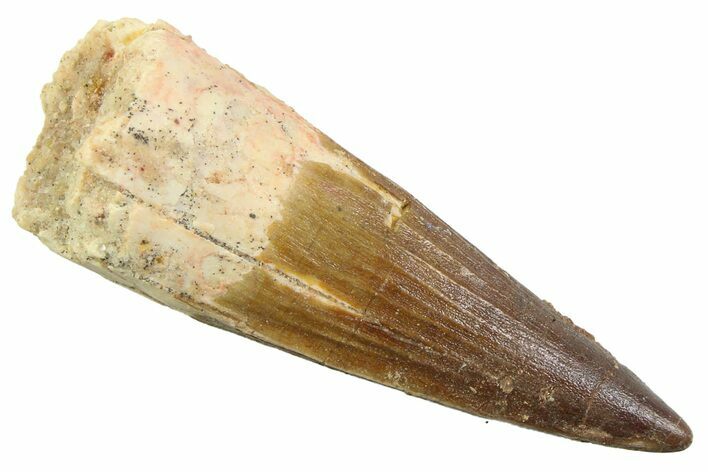 Fossil Spinosaurus Tooth - Nice Unworn Tip #352401